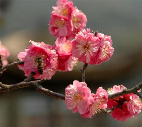 梅花风水|梅花的风水禁忌